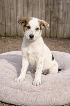 Retriever and Shepherd Dogs Available for Adoption - Rex - R Litter | PetCurious