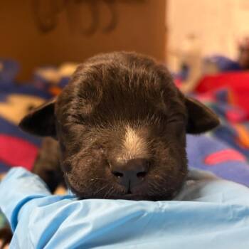 Border Collie Dogs Available for Adoption in Yuma, Arizona - Lavender | PetCurious