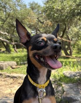 Peggy Lee -  Chihuahua Dog for Adoption in New Braunfels, Texas - Peggy Lee | PetCurious