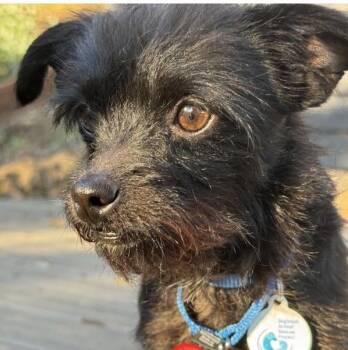 Poodle Dogs Available for Adoption - Emma | PetCurious