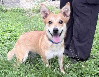Pembroke Welsh Corgi Dogs Available for Adoption in Columbus, Indiana - Sadie | PetCurious