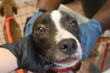 HARPER -  Mixed Breed Dog for Adoption in Columbia, South Carolina - HARPER | PetCurious