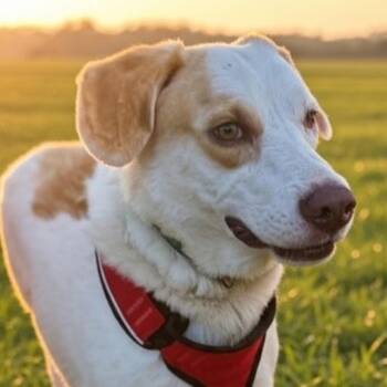 Patch -  Foxhound and Beagle Dog for Adoption in Pass Christian, Mississippi - Patch | PetCurious