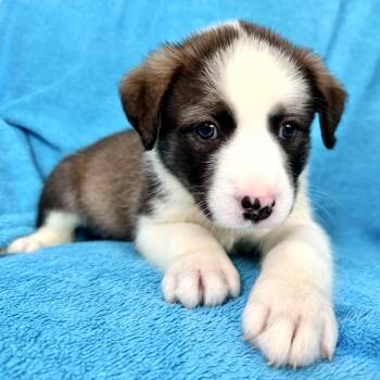 Panda Pawesome -  Australian Shepherd Dog for Adoption in Andover, Massachusetts - Panda Pawesome | PetCurious