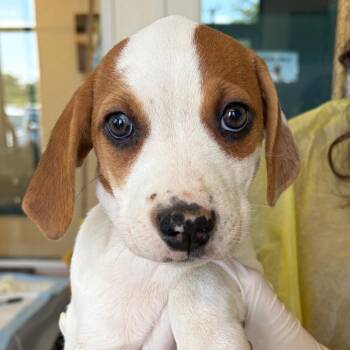 Senn -  Catahoula Leopard Dog and Mixed Breed Dog for Adoption in Nashville, Tennessee - Senn | PetCurious