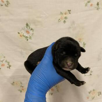 A613152 -  Pit Bull Terrier Dog for Adoption in Modesto, California - A613152 | PetCurious