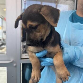 Rescue Shepherd Dogs for Adoption in San Antonio, Texas - Totoro | PetCurious