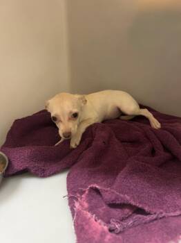 Rootie -  Chihuahua Dog for Adoption in Douglasville, Georgia - Rootie | PetCurious