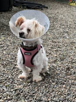 Miniature Poodle Dogs Available for Adoption in Sacramento, California - Daisy | PetCurious