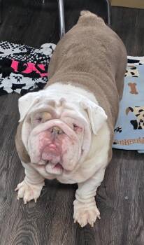 English Bulldog Dogs Available for Adoption in Momence, Illinois - Mabel | PetCurious