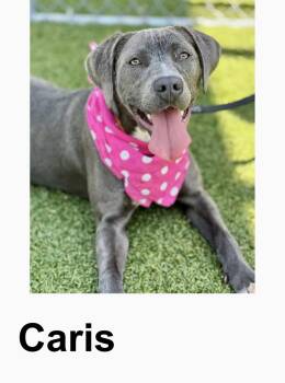 Labrador Retriever and Terrier Dogs Available for Adoption in Hillsdale, New York - Caris | PetCurious