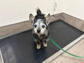 Terrier Dogs Available for Adoption - A527358 | PetCurious