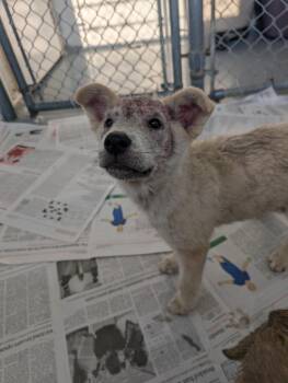 Tralalero -  Shepherd Dog for Adoption in Winnipeg, Manitoba - Tralalero | PetCurious