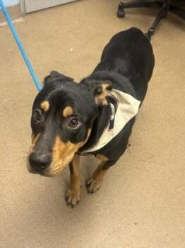 Edgar -  Mixed Breed Dog for Adoption in Chamblee, Georgia - Edgar | PetCurious