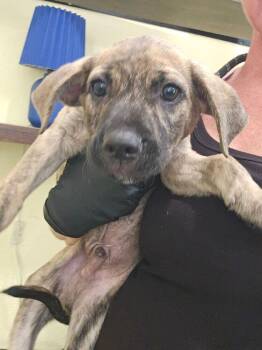 Rook -  Black Mouth Cur Dog for Adoption in Lakeland, Florida - Rook | PetCurious