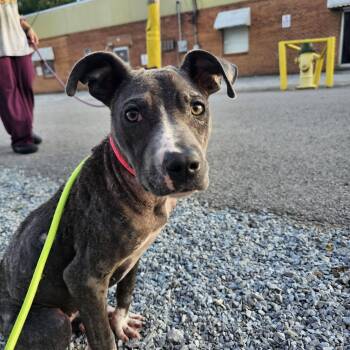 Jolie -  Mixed Breed Dog for Adoption in Huntsville, Alabama - Jolie | PetCurious