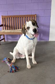 **WESTON** -  Great Dane and Saint Bernard Dog for Adoption in North Prairie, Wisconsin - **WESTON** | PetCurious