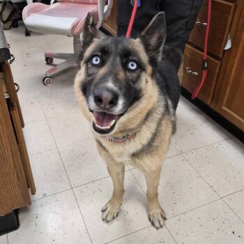 Mixed Breed Dogs Available for Adoption in Davenport, Iowa - Plaster Of Paris | PetCurious