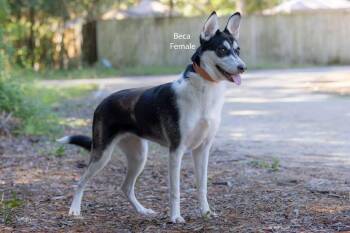 Beca -  Siberian Husky and Chihuahua Dog for Adoption in Pawleys Island, South Carolina - Beca | PetCurious