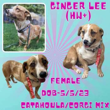 Rescue Corgi and Catahoula Leopard Dog Dogs for Adoption in Caldwell, Texas - Ginger Lee | PetCurious