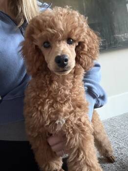 Poodle (Miniature)- Reverend Willoughby Jenkins -  Poodle Dog for Adoption in Omaha, Nebraska - Poodle (Miniature)- Reverend Willoughby Jenkins | PetCurious