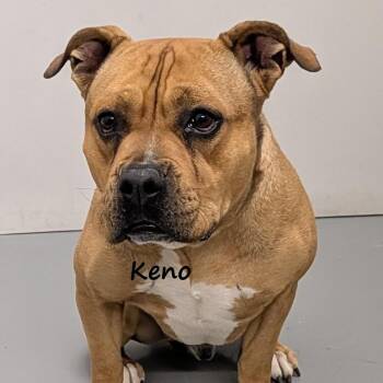 Rescue American Bulldog Dogs for Adoption in Aurora, Nebraska - Keno | PetCurious