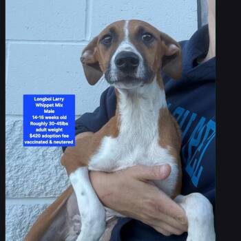 Longboi Larry -  Whippet Dog for Adoption in Oviedo, Florida - Longboi Larry | PetCurious