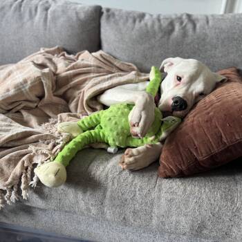 Rescue Dogo Argentino Dogs for Adoption in Chicago, Illinois - Blake | PetCurious