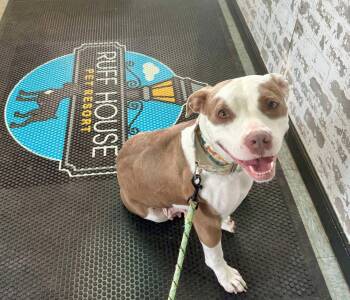 Pit Bull Terrier Dogs Available for Adoption in Germantown, Ohio - Allie Cat | PetCurious