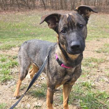 Shepherd Dogs Available for Adoption - Marie Louise | PetCurious