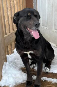 Labrador Retriever Dogs Available for Adoption in Calgary, Alberta - Gwen | PetCurious