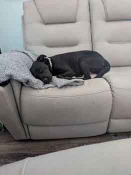 Labrador Retriever Dogs Available for Adoption in Lakeland, Florida - Toda | PetCurious