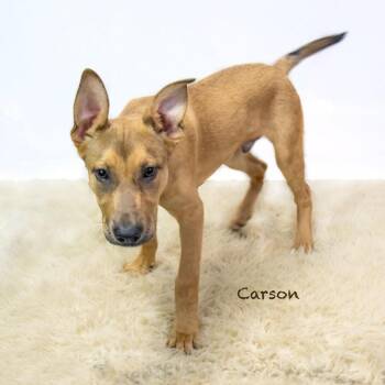 Carson -  Shepherd Dog for Adoption in Northbrook, Illinois - Carson | PetCurious