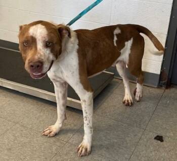 Rescue Pit Bull Terrier and Mixed Breed Dogs for Adoption in Port Allen, Louisiana - Gentleman Jim | PetCurious
