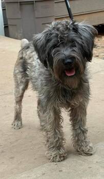 Pelos -  Schnauzer Dog for Adoption in Parker, Colorado - Pelos | PetCurious