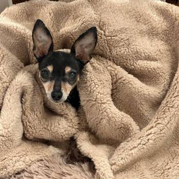 Chihuahua and Toy Manchester Terrier Dogs Available for Adoption in Barrington, Illinois - Minnie | PetCurious