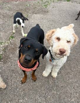 Nona -  Rottweiler Dog for Adoption in Midway, Utah - Nona | PetCurious