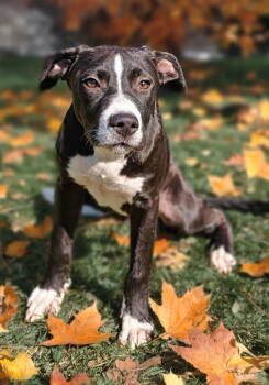 Rescue Pit Bull Terrier Dogs for Adoption in Talladega, Alabama - Toby 25/713 | PetCurious