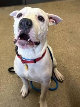 Evander -  Pit Bull Terrier Dog for Adoption in Cleveland, Ohio - Evander | PetCurious