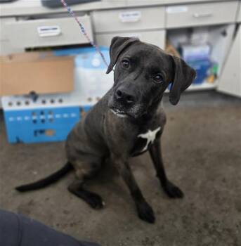 ZOEY -  Labrador Retriever and Mixed Breed Dog for Adoption in Dallas, Texas - ZOEY | PetCurious