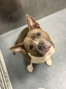 Pit Bull Terrier and Mixed Breed Dogs Available for Adoption in Dallas, Texas - NILA | PetCurious