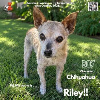 Riley -  Chihuahua Dog for Adoption in Westminster, California - Riley | PetCurious