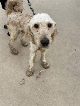 Poodle Dogs Available for Adoption - KODA | PetCurious