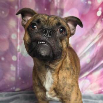 Taz -  Pug and Mixed Breed Dog for Adoption in Fort Collins, Colorado - Taz | PetCurious