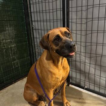 Adella -  Black Mouth Cur and Mastiff Dog for Adoption in Birmingham, Alabama - Adella | PetCurious