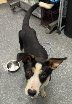 Rescue Hound Dogs for Adoption in Morristown, Tennessee - Zendaya | PetCurious