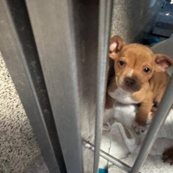 Chihuahua and Mixed Breed Dogs Available for Adoption - Elmer | PetCurious