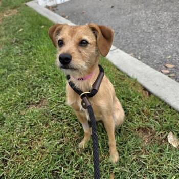 BEIGNET -  Terrier and Mixed Breed Dog for Adoption in Long Beach, California - BEIGNET | PetCurious