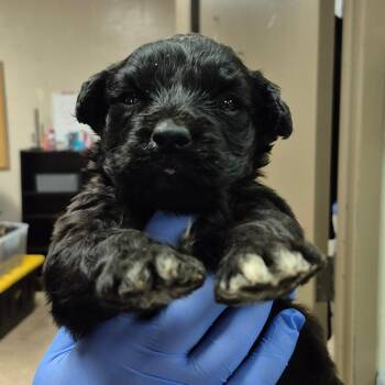 Black Labrador Retriever Dogs Available for Adoption in Birmingham, Alabama - Olge | PetCurious
