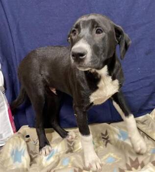 Pit Bull Terrier and Mixed Breed Dogs Available for Adoption in Modesto, California - WINCHELL | PetCurious